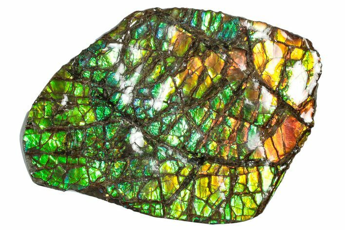 Flashy Ammolite (Fossil Ammonite Shell) - Alberta Canada #301625